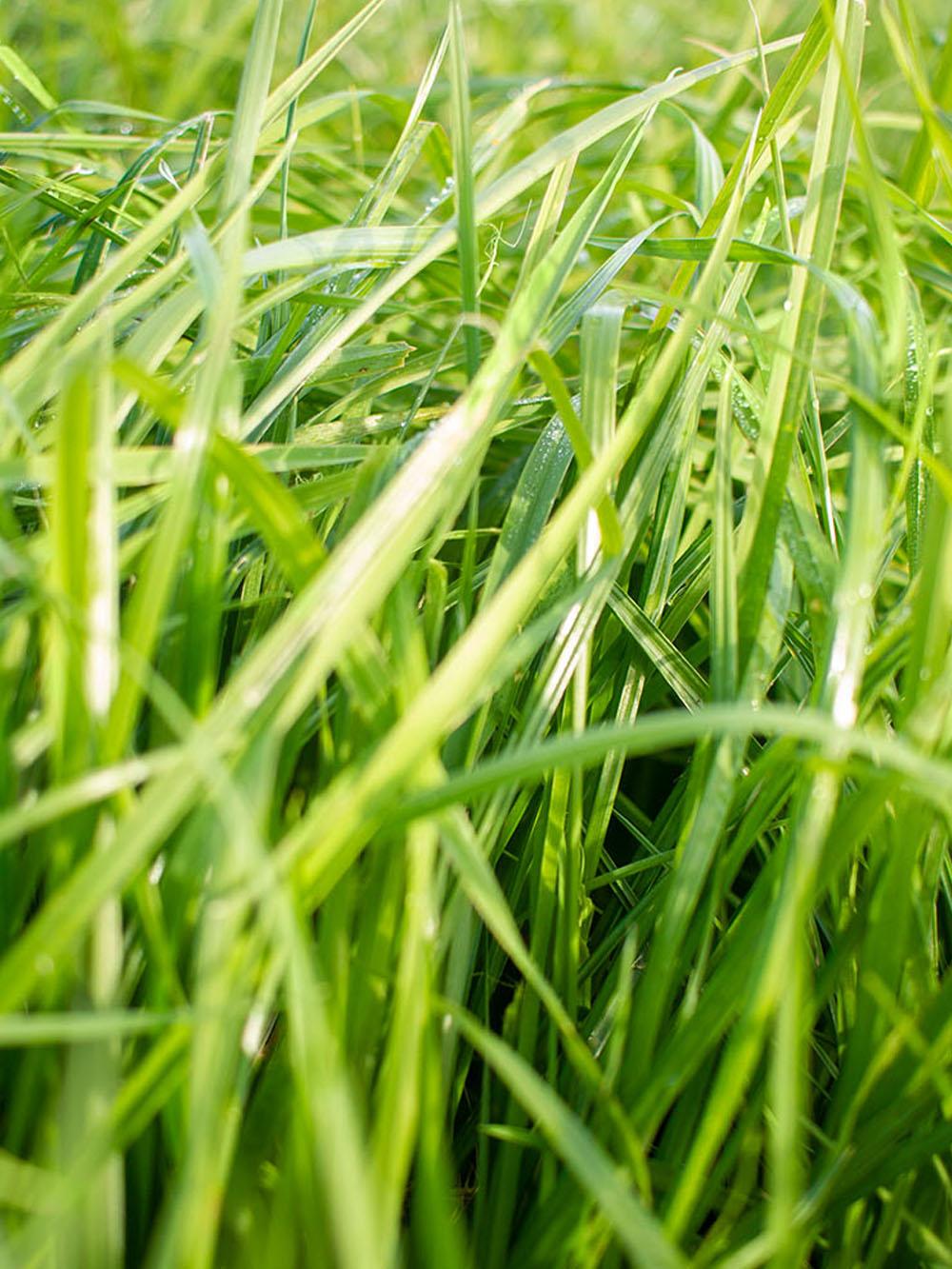 Grass Master Mix